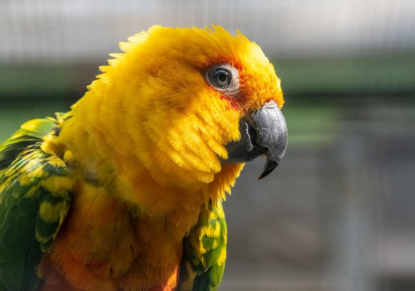 What Are the Surprising Traits of Britain's Most Beloved Dog Breeds?